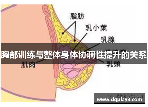 胸部训练与整体身体协调性提升的关系